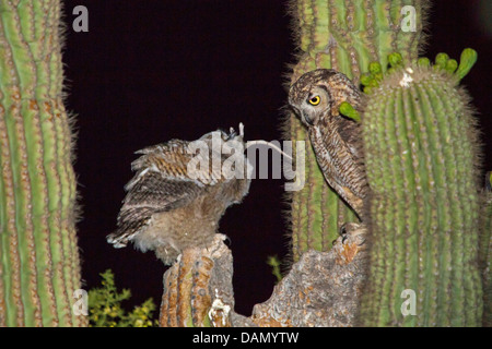 Grande gufo cornuto (Bubo virginianus), uccello adulto alimentazione di un uccello giovane con un piccolo mammifero al nido del Saguaro, USA, Arizona, Phoenix Foto Stock