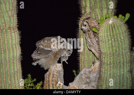 Grande gufo cornuto (Bubo virginianus), uccello adulto alimentazione di un uccello giovane con un piccolo mammifero al nido del Saguaro, USA, Arizona, Phoenix Foto Stock