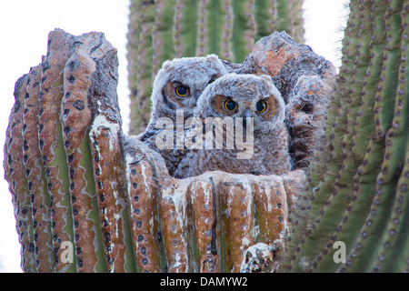 Grande gufo cornuto (Bubo virginianus), due uccelli giovani seduti insieme nel nido in un Saguaro, USA, Arizona, Phoenix Foto Stock