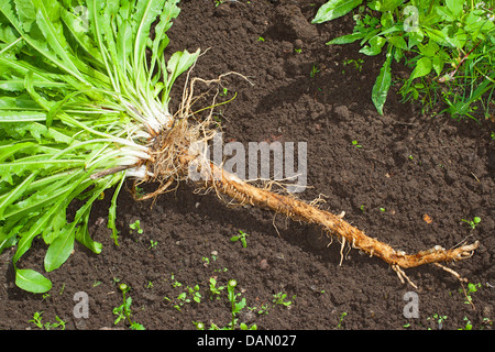 Blue marinai, comune cicoria selvatica cicorie (Cichorium intybus), cicoria coltivati scavato, Germania Foto Stock