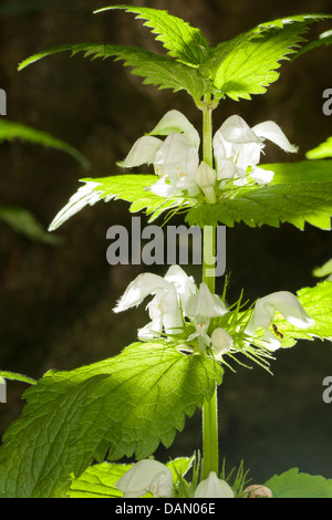 Morti Bianche di ortica, bianco deadnettle Lamium (album), fioritura, Germania Foto Stock