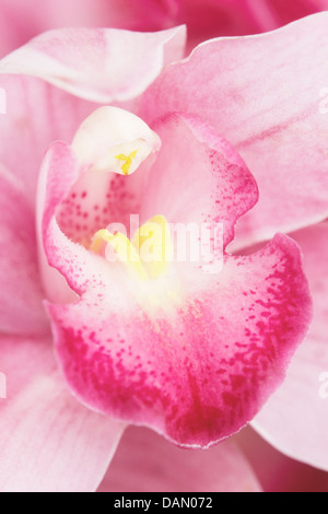 In prossimità di un bel rosa tropicale Orchid Foto Stock