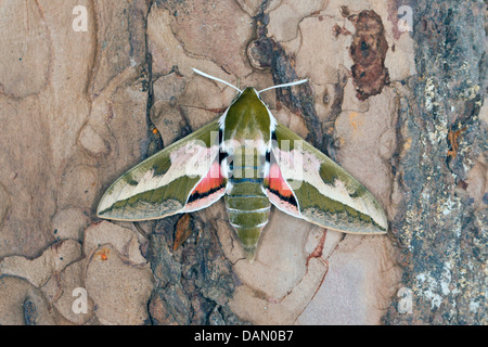 Hawkmoth euforbia (Hyles euphorbiae, Celerio euphorbiae), seduti a un piano tronco di albero, Germania Foto Stock