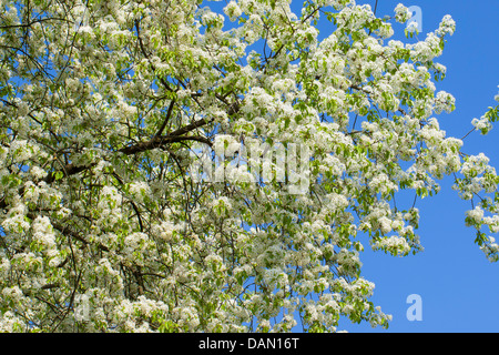 Profumato ciliegia, St Lucie ciliegia, amarene ciliegio (Prunus amarene, Cerasus amarene), fioritura, Germania Foto Stock