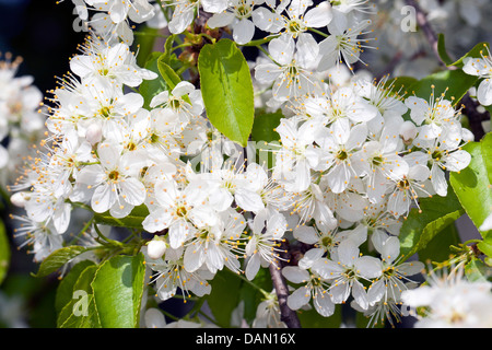 Profumato ciliegia, St Lucie ciliegia, amarene ciliegio (Prunus amarene, Cerasus amarene), filiale di fioritura, Germania Foto Stock