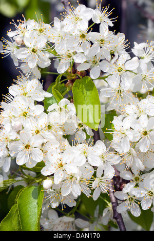 Profumato ciliegia, St Lucie ciliegia, amarene ciliegio (Prunus amarene, Cerasus amarene), filiale di fioritura, Germania Foto Stock