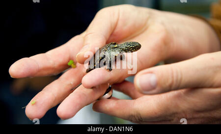 Brandeburgo Ministro dell'ambiente Anita Tack detiene una giovane testuggine palustre nella sua mano a protezione della natura Rhinluch stazione in Linum, Germania, 04 luglio 2011. 200 anni fa, questo animale è stato venduto da chilogrammo a Berlino i mercati, ma ora ci sono meno che 70 animali adulti a sinistra, tutti di che vivere nel Land di Brandeburgo. 20 giovani tartarughe sono state sollevate a Rhinluch e sono pre Foto Stock