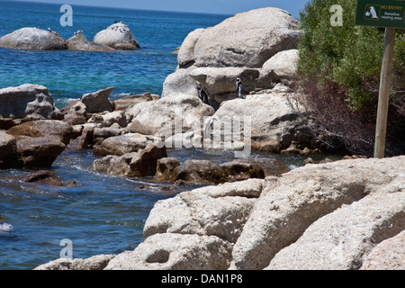 I pinguini su roccia, Western Cape, Sud Africa Foto Stock