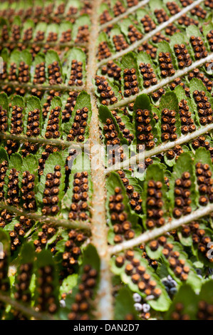 Spore sulla parte inferiore di una foglia di felce Foto Stock