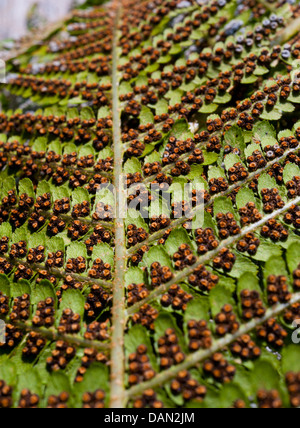 Spore sulla parte inferiore di una foglia di felce Foto Stock