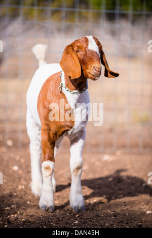 Stati Uniti d'America, Texas, giovane capra boera Foto Stock