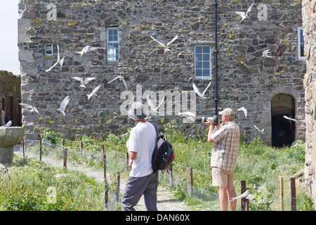 Un Arctic Tern circa a tuffarsi verso i turisti, per proteggere i suoi giovani sulla parte interna farne, Northumberland, Inghilterra Foto Stock