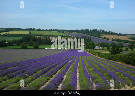 Campo di lavanda lullingstone country park kent Regno Unito 2013 Foto Stock