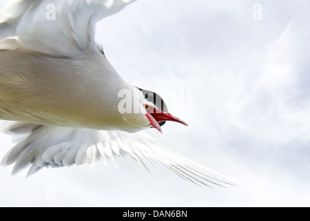 Un Arctic Tern circa di calarsi giù, per proteggere i suoi giovani sulla parte interna farne, Northumberland, Inghilterra Foto Stock