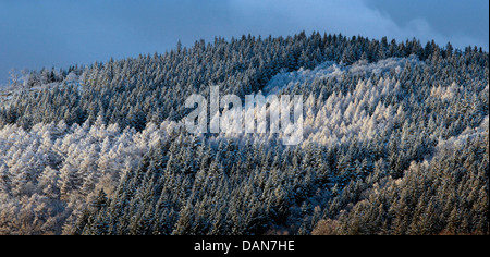 Inverno foresta, heimberg vicino a meschede, hochsauerlandkreis, NRW, Germania Foto Stock