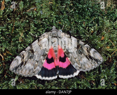 Rosy underwing, catocala electa Foto Stock