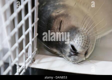 A tre settimane di vecchia guarnizione pup, chi è stato chiamato Robby da Hamburg Vigili del Fuoco, dorme in un contenitore di trasporto dalla guarnizione Friedrichskoog stazione a Berlino il fuoco di Gate e la stazione di soccorso ad Amburgo, Germania, 16 giugno 2013. I pedoni hanno scoperto il giovane nella guarnizione di tenuta della porta. È stato catturato in un net ed è stato liberato dai vigili del fuoco i soccorritori. Questo pomeriggio, sarà trasferito alla guarnizione Friedrichskoog stazione. Foto: BODO SEGNA Foto Stock