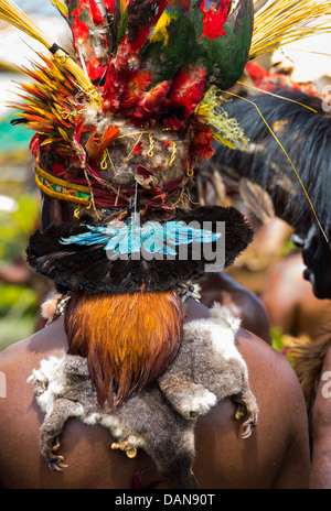 Dettaglio mostrante le pelli degli animali, piume e uccelli morti di essere indossato come un costume tribale, Festival di Goroka, Papua Nuova Guinea Foto Stock