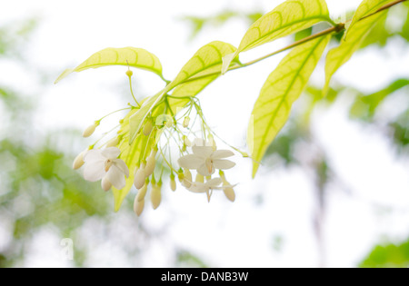 Fiore bianco jessamine arancione Foto Stock