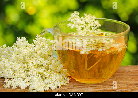 Il sambuco infusione. Sambucus nigra. Foto Stock