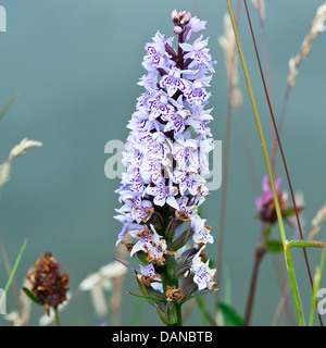 Spotted-Orchid comune fiori sulla strada alzaia di Trento e Mersey Canal vicino Rode Heath Cheshire England Regno Unito Regno Unito Foto Stock