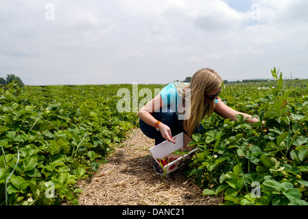 Giovane donna raccolta di fragole in una fattoria in estate Foto Stock