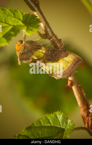 Ottone brunito (Diachrysia chrysitis) 2434 Foto Stock