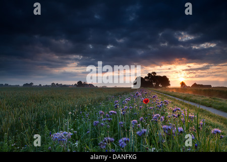 Il caldo estivo sunrise su prati fioriti, Groningen, Paesi Bassi Foto Stock