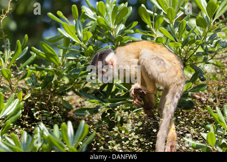 Il nero-capped Scimmia di scoiattolo (Saimiri boliviensis) è un sud americana di Scimmia di scoiattolo, trovati in Bolivia, Brasile e Perù Foto Stock