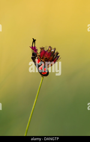 Zygaena insetto sul fiore (Dianthus carthusianorum (Certosini) rosa Foto Stock