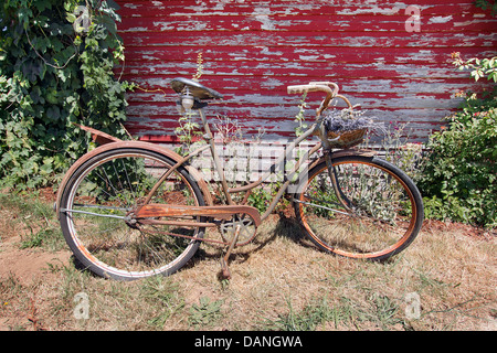 Vecchio arrugginito Display bicicletta con cesto di fiori di lavanda contro Grunge Peeling rosso vernice schierandosi granaio Foto Stock