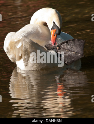 Cigno tenendo su grandi piedi palmati mentre toelettatura piume in un stagno. Boise, Idaho Foto Stock