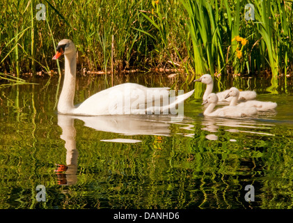 Femmina di Cigno con recentemente Cygnets tratteggiata a nuotare in una palude vicino al Fiume Boise Greenbel Boise, Idaho Foto Stock