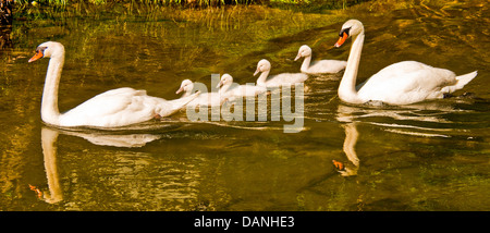 Coppia di cigni con appena tratteggiato nuoto Cygnets nel flusso lungo il fiume Boise Greenbelt Boise, Idaho Foto Stock