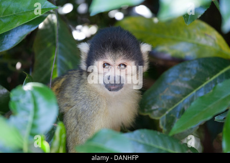 Il nero-capped Scimmia di scoiattolo (Saimiri boliviensis) è un sud americana di Scimmia di scoiattolo, trovati in Bolivia, Brasile e Perù Foto Stock