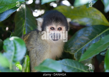 Il nero-capped Scimmia di scoiattolo (Saimiri boliviensis) è un sud americana di Scimmia di scoiattolo, trovati in Bolivia, Brasile e Perù Foto Stock