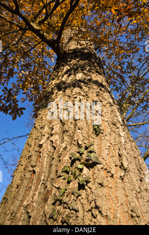 Cerro (Quercus cerris) e comuni edera (Hedera helix) Foto Stock