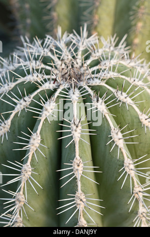 Il gigante messicano cardon (Pachycereus Pringlei) Foto Stock