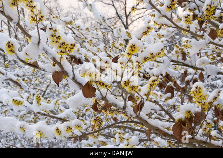 Giapponese amamelide (hamamelis japonica) Foto Stock