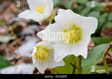 Rosa di natale (Helleborus niger) Foto Stock