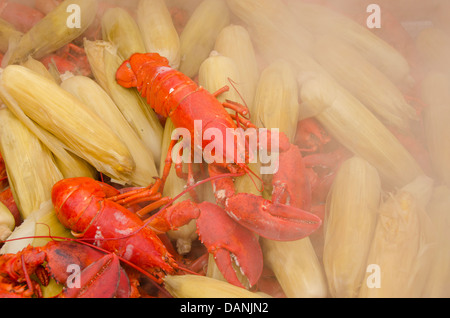 Massachusetts, Martha's Vineyard. Calda per la cottura a vapore tradizionale New England lobster cuocere con sulla pannocchia di mais. Foto Stock