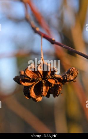 Mandrino comune (Euonymus europaeus) Foto Stock
