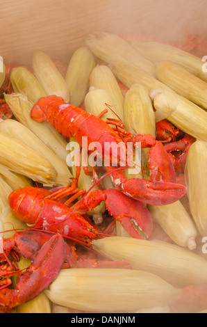 Massachusetts, Martha's Vineyard. Calda per la cottura a vapore tradizionale New England lobster cuocere con sulla pannocchia di mais. Foto Stock