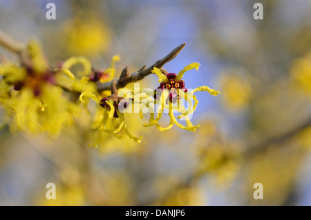 Giapponese amamelide (hamamelis japonica 'arborea') Foto Stock
