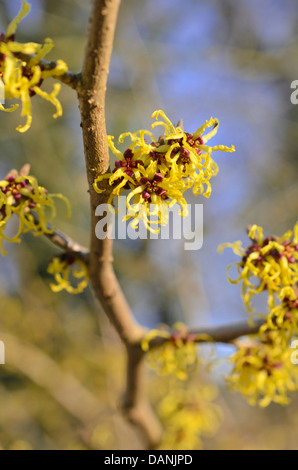 Giapponese amamelide (hamamelis japonica 'arborea') Foto Stock