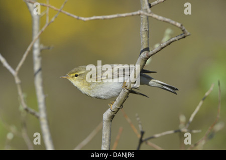 Willow Trillo Phylloscopus trochilus Foto Stock