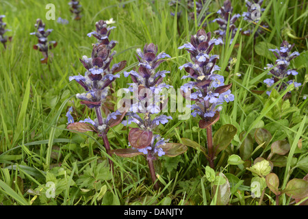 BUGLE Ajuga reptans (Lippenblütler) Foto Stock