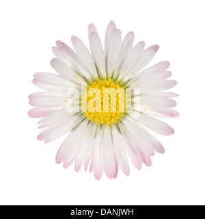 DAISY Bellis perennis (Asteraceae) Foto Stock