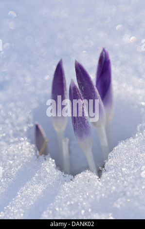 Inizio crocus (crocus tommasinianus) Foto Stock