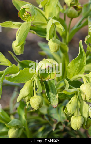 L'elleboro puzzolente (Helleborus foetidus) Foto Stock